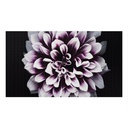 Samsung The Wall IW008J Digital Signage Display